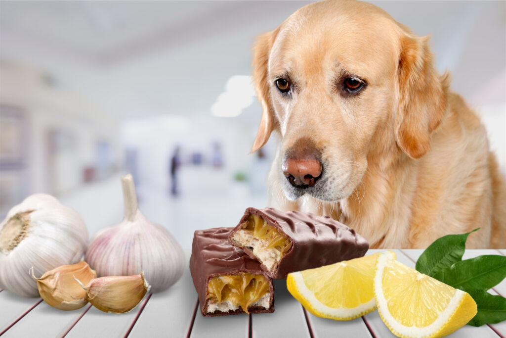 מזונות רעילים לכלבים