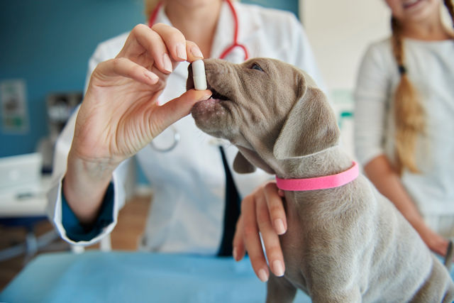 חיסונים לגורי כלבים