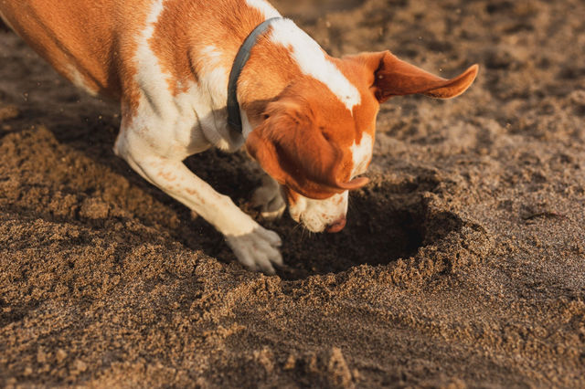 כלב חופר בגינה